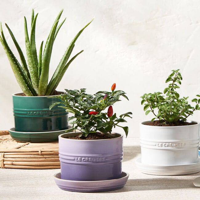 Le Creuset Stoneware Herb Planter with Tray, 5.5-Inches, Nectar - Kitchen Universe